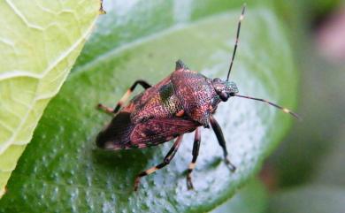 Eocanthecona concinna (Walker, 1867) 厲椿象,厲蝽象