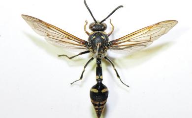 Phimenes flavopictus formosanus (Zimmermann, 1931) 虎斑細腰蜾蠃