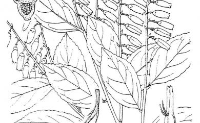 Vaccinium wrightii var. wrightii Gray 大葉越橘