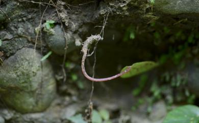 Begonia bouffordii C.I Peng 九九峰秋海棠