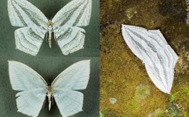 Acropteris leptaliata (Guenée, 1857) 微點燕蛾