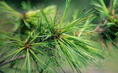 Pinus morrisonicola 臺灣五葉松