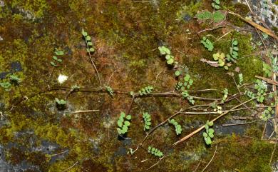 Astragalus nokoensis Sasaki 能高大山紫雲英