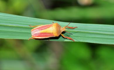 Megarrhamphus truncatus (Westwood, 1837) 大蝦殼椿象