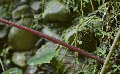 Begonia bouffordii C.I Peng 九九峰秋海棠