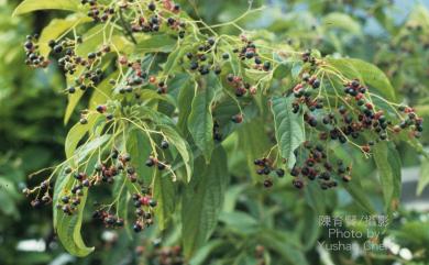 Clerodendrum cyrtophyllum 大青