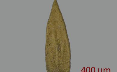 Taxiphyllum taxirameum (Mitt.) Fleisch., 1923 長葉鱗葉苔