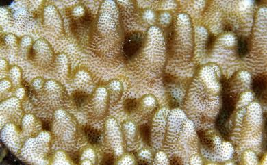 Cladiella australis Macfadyen, 1936 南方小枝軟珊瑚