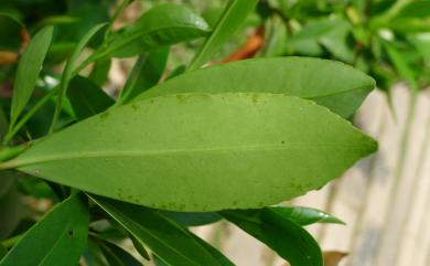 Polyspora axillaris (Roxb. ex Ker Gawl.) Sweet 大頭茶