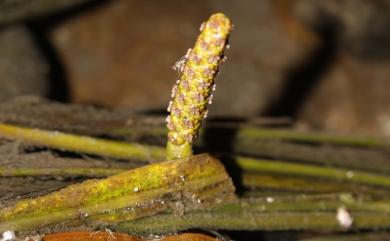 Potamogeton malaianus Miq. 匙葉眼子菜