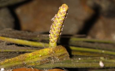 Potamogeton malaianus 匙葉眼子菜