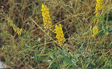 Crotalaria trichotoma Bojer 南美豬屎豆