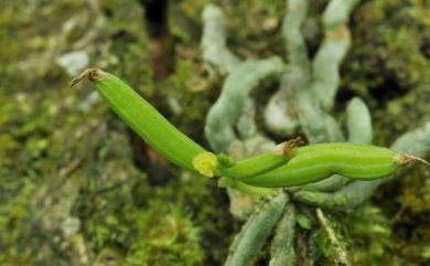 Taeniophyllum glandulosum 蜘蛛蘭