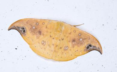 Tridrepana unispina Watson, 1957 銀斑黃鉤蛾