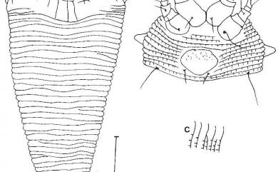 Disella octcella Huang, 2001 八室分位節蜱