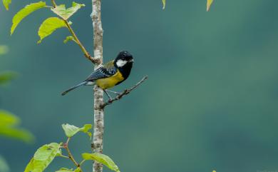Parus monticolus insperatus Swinhoe, 1866 青背山雀