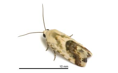 Acontia marmoralis Fabricius, 1794 斑葵麗夜蛾