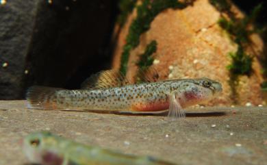 Rhinogobius rubromaculatus Lee & Chang, 1996 短吻紅斑吻鰕虎