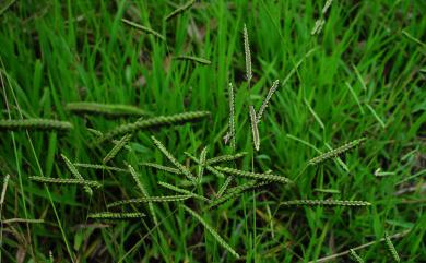 Paspalum thunbergii 雀稗