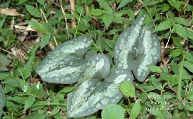 Asarum macranthum Hook.f. 大花細辛