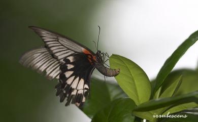 Papilio agenor heronus Fruhstorfer, 1902 大鳳蝶