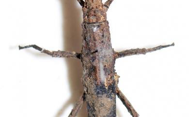 Phasmida Leach, 1815 竹節蟲目