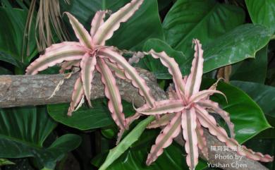 Cryptanthus bivittatus (Hook.) Regel 絨葉小鳳梨