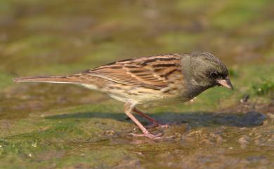 Emberiza spodocephala sordida Blyth, 1845 灰頭黑臉鵐