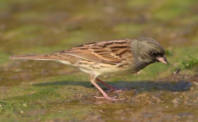 Emberiza spodocephala sordida (Blyth, 1844) 黑臉鵐(華南亞種)