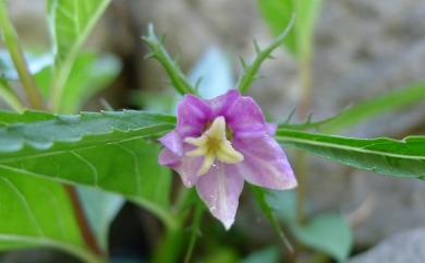 Cyclocodon lancifolius (Roxb.) Kurz 臺灣土黨參