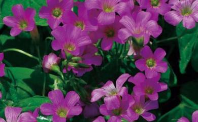 Oxalis corymbosa 紫花酢漿草
