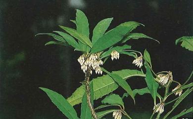 Ardisia cornudentata subsp. morrisonensis 玉山紫金牛