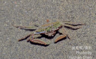 Macrophthalmus abbreviatus Manning & Holthuis, 1981 短身大眼蟹