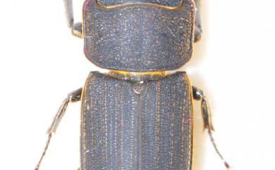 Dorcus carinulatus Nagel, 1941 直顎鏽鍬形蟲