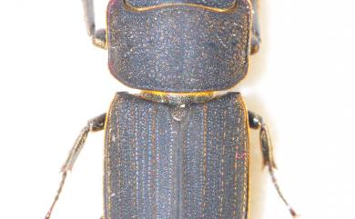 Dorcus carinulatus Nagel, 1941 直顎鏽鍬形蟲