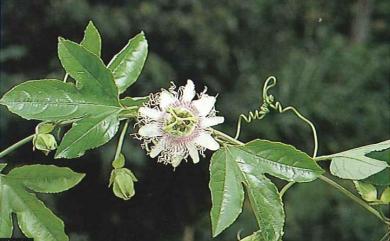 Passiflora edulis 西番蓮