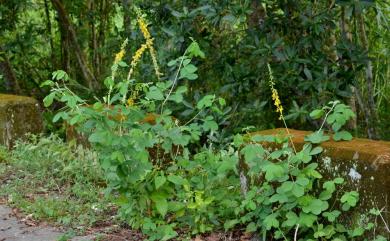 Crotalaria pallida Aiton 黃野百合