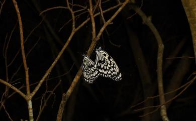 Idea leuconoe kwashotoensis (Sonan, 1928) 大白斑蝶(綠島亞種)