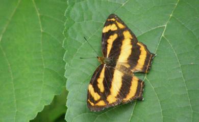 Symbrenthia lilaea formosanus Fruhstorfer, 1908 散紋盛蛺蝶