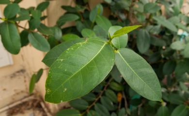 Ficus tinctoria G.Forst. 山豬枷