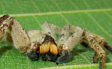 Heteropoda pingtungensis Zhu & Tso, 2006 屏東高腳蛛