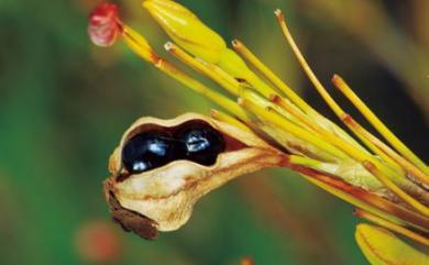 Iris domestica 射干