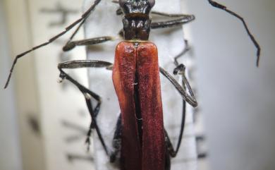 Walteriella sanguinea brevemarginata (Wittmer, 1983) 短邊華爾特菊虎