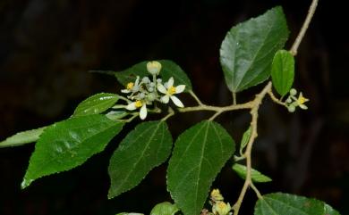 Grewia rhombifolia 菱葉捕魚木