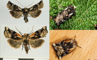 Teratoglaea hohuanshanensis Wu, 2013 合歡曲翼夜蛾