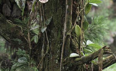 Hoya carnosa (L. f.) R. Br. 毬蘭