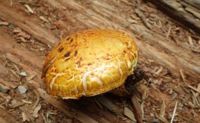 Pholiota aurivella (Batsch:Fr.) Kummer 金毛鱗傘