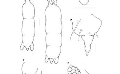 Acanthochondria eptatreti Cheng, Luo, Dai & Shih, 2014 盲鰻刺魚蚤