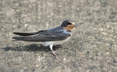 Hirundo tahitica namiyei 洋燕