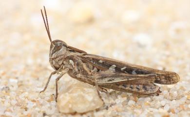 Aiolopus thalassinus tamulus (Fabricius, 1798) 斑蝗